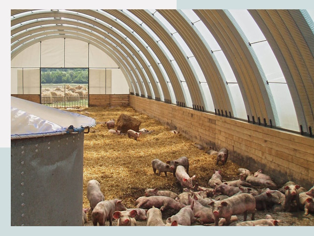 Строительство свинарников в Кстово